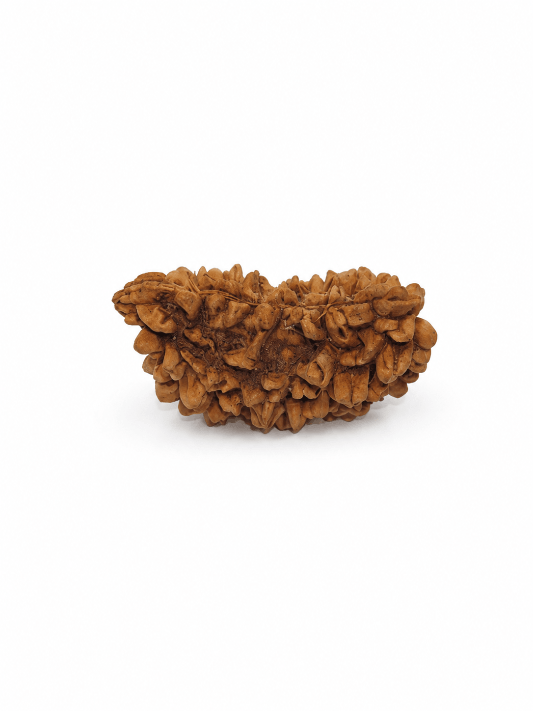 1 Mukhi Rudraksha Ek Mukhi One Face Original, Vastu product for home and office