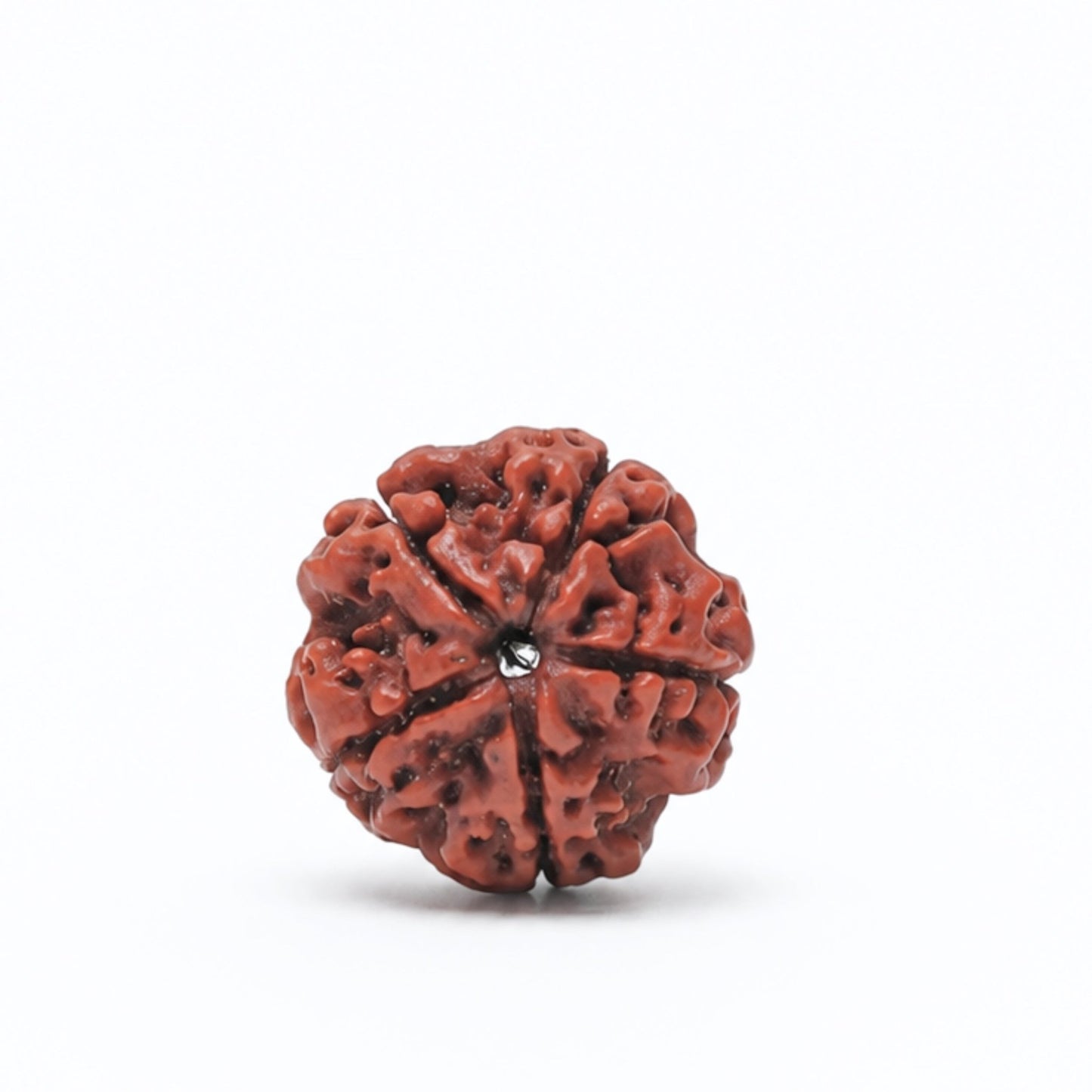 5 Mukhi Rudraksha Five Face Paanch Mukhi Original Nepali Rudraksha - plusvalueindia