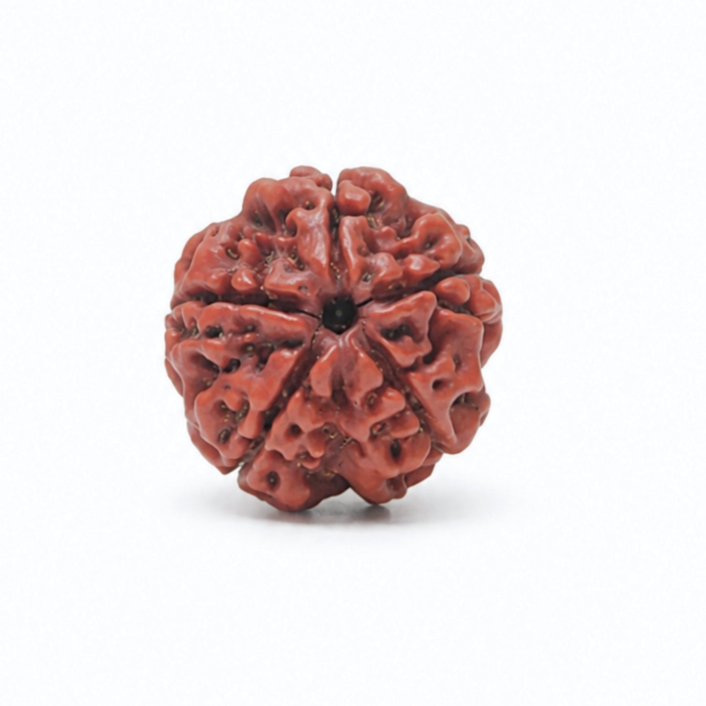 5 Mukhi Rudraksha Five Face Paanch Mukhi Original Nepali Rudraksha - plusvalueindia
