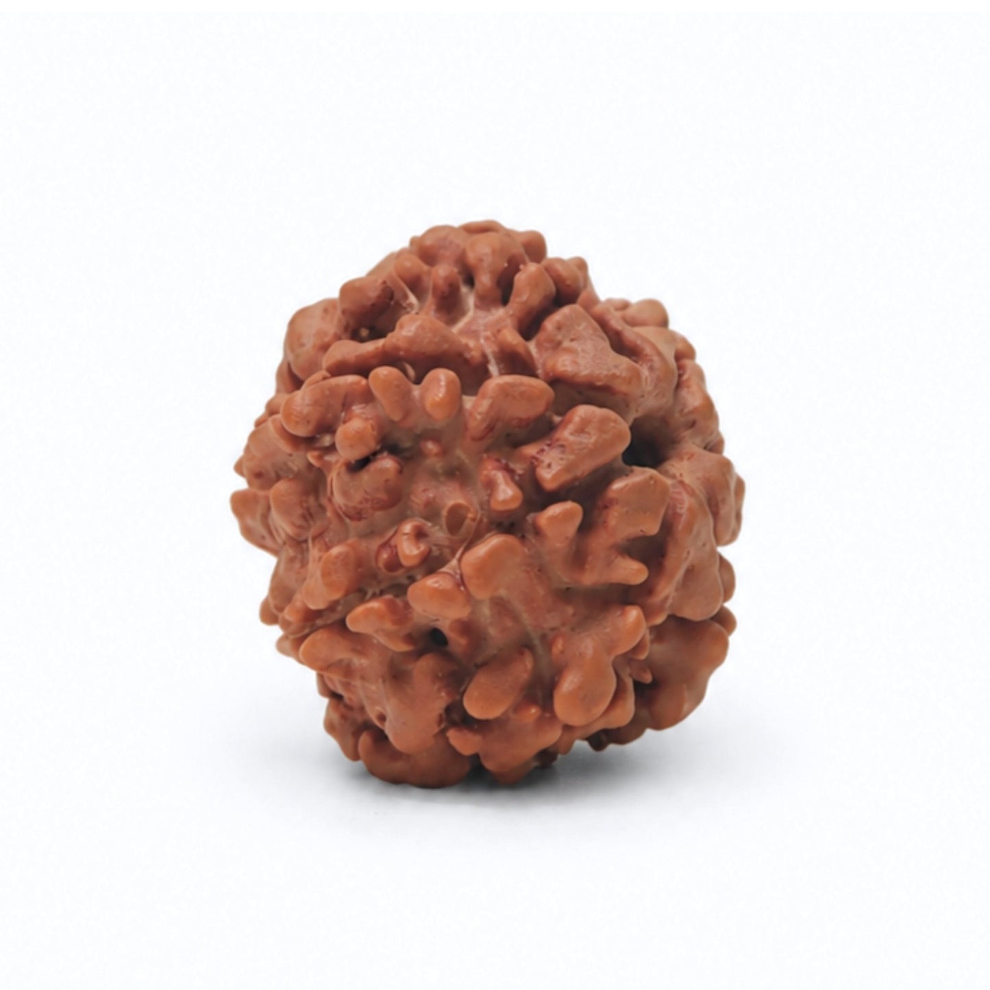 natural rudraksha Vastu product, made in India