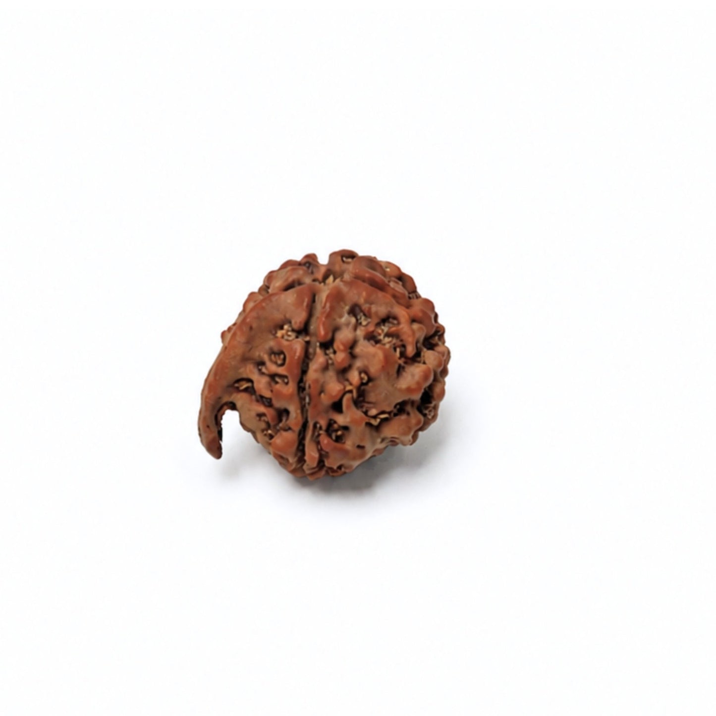 Ganesh mukhi rudraksha detail showing the raised trunk formation on the seed