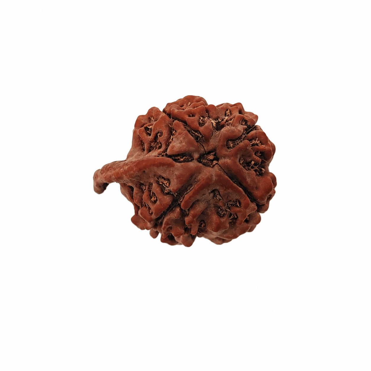 Ganesh Mukhi Original Rudraksha - plusvalueindia