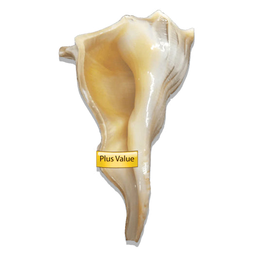 valampuri Right Hand Conch Shell Dakshinavarti Shankh 4.5"