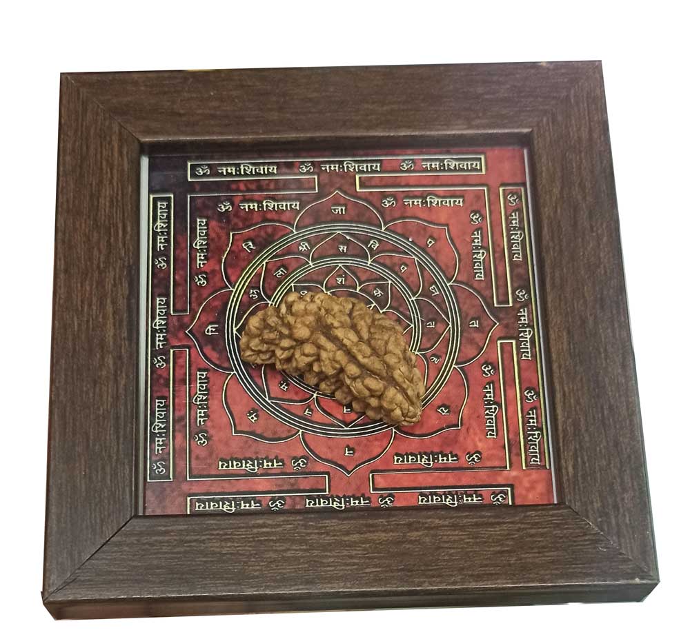 1 Mukhi Rudraksha Ek Mukhi One Face Original Rudraksha - plusvalueindia