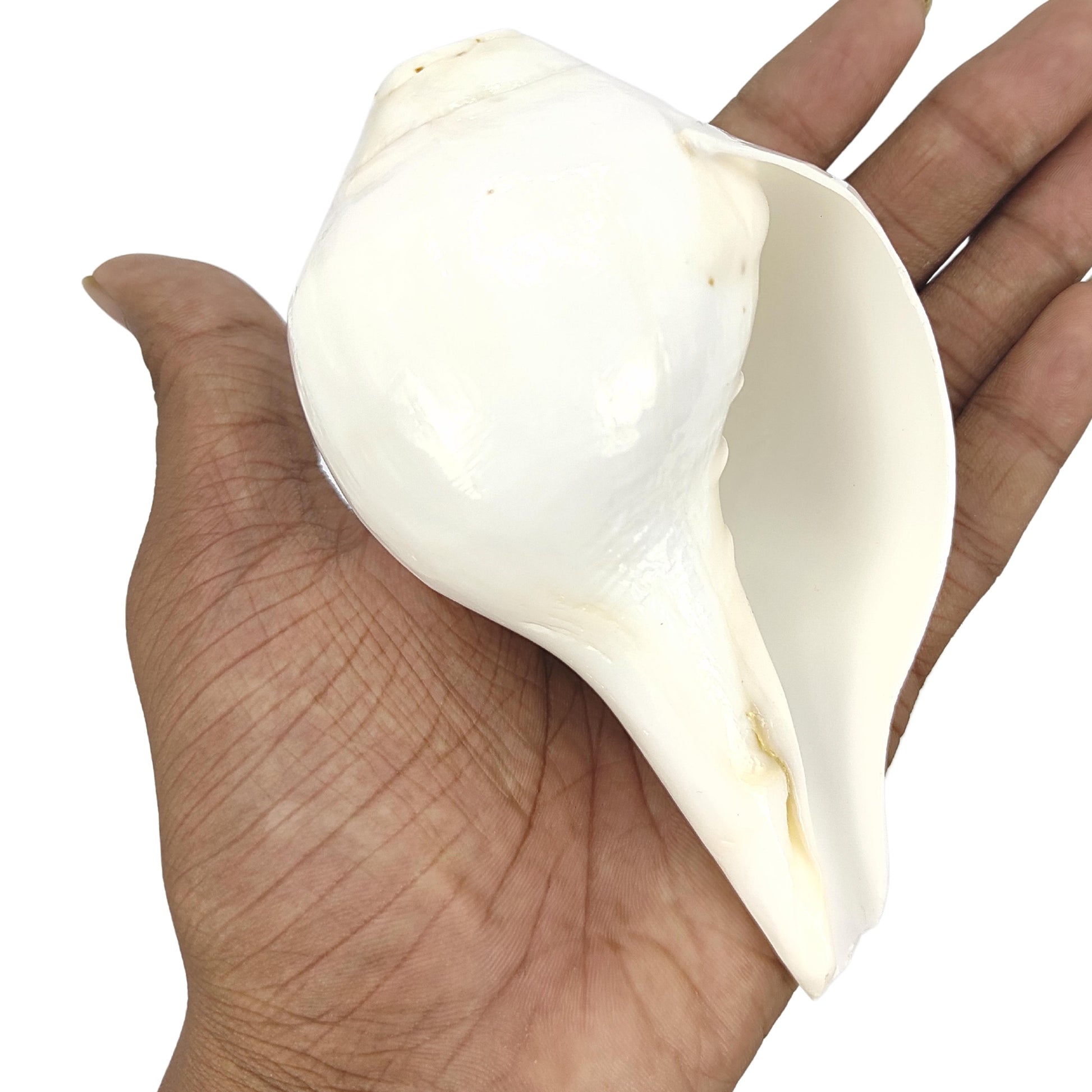 white blowing conch shell shankh vastu item