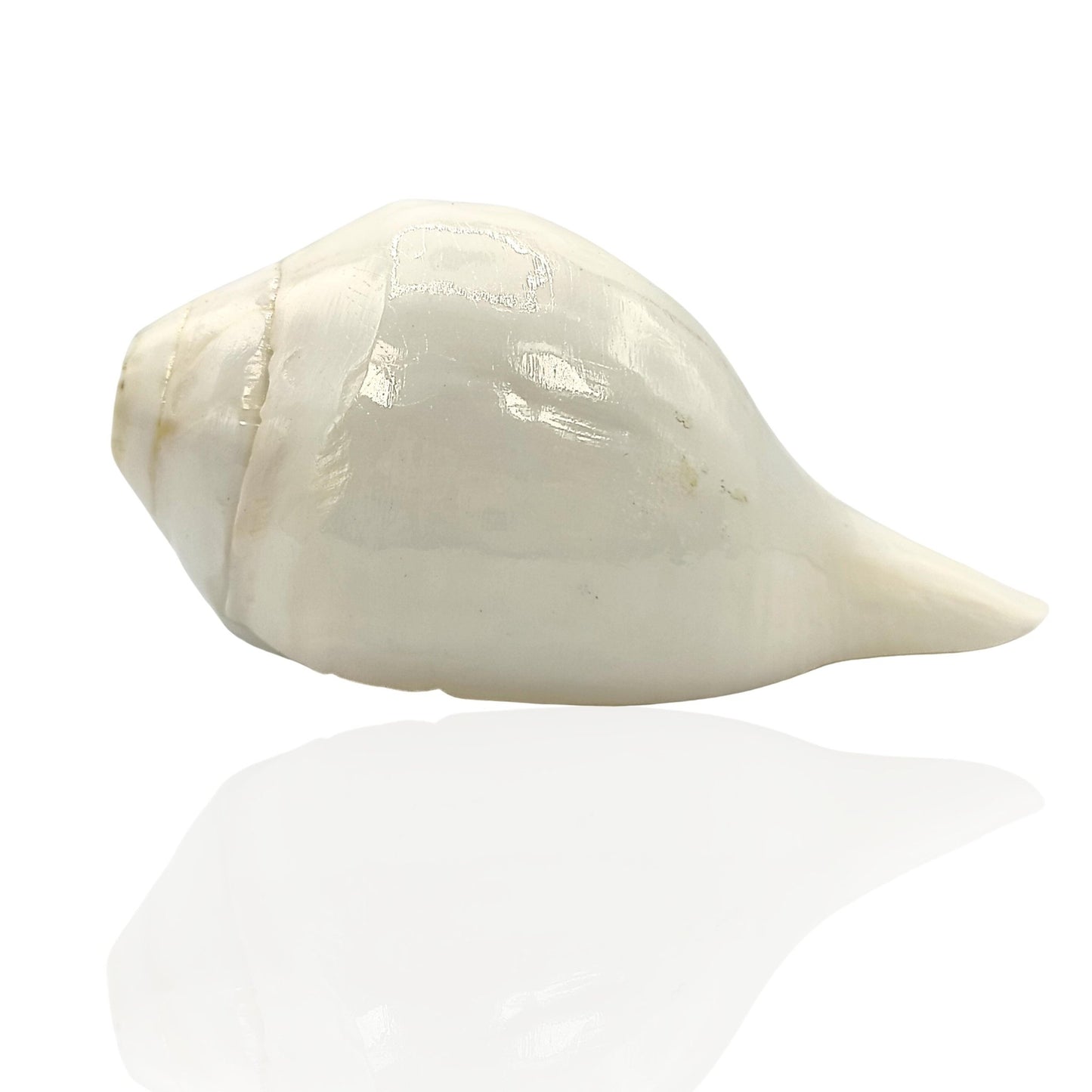 White Blowing Conch Shell Lakshmi Shankh (4 - 5 inches, White) - plusvalueindia
