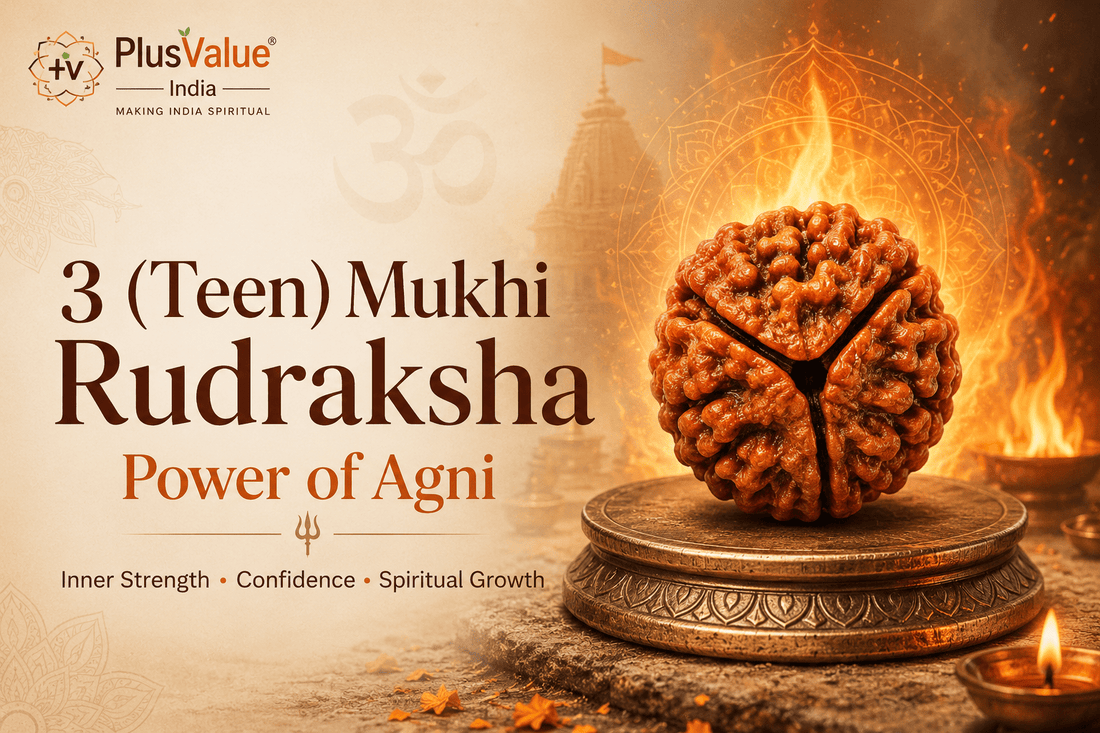 Teen mukhi rudraksha, three faced rudraksha bead shown close up for identification
