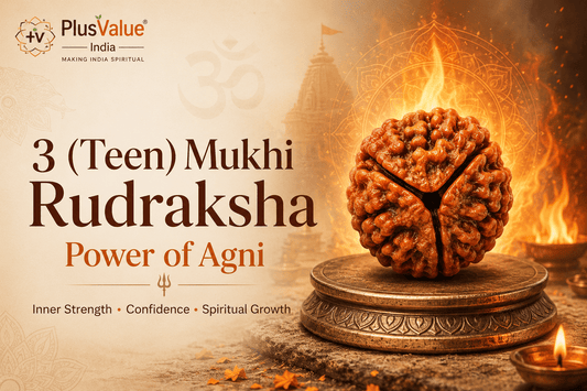 Teen mukhi rudraksha, three faced rudraksha bead shown close up for identification
