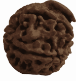 The Divine Power of Ganesh Mukhi Rudraksha - plusvalueindia