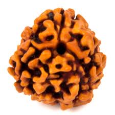 3 (Teen) Mukhi Rudraksha- Power of agni - plusvalueindia