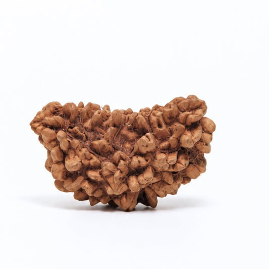1 Mukhi Rudraksha Ek Mukhi One Face Original Rudraksha - plusvalueindia