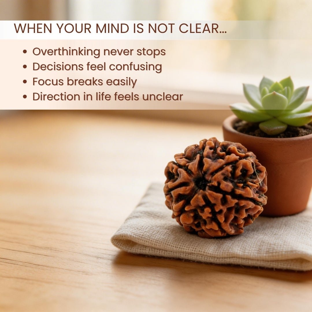 1 Mukhi Rudraksha Ek Mukhi One Face Original Rudraksha - plusvalueindia