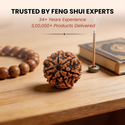 1 Mukhi Rudraksha Ek Mukhi One Face Original Rudraksha - plusvalueindia