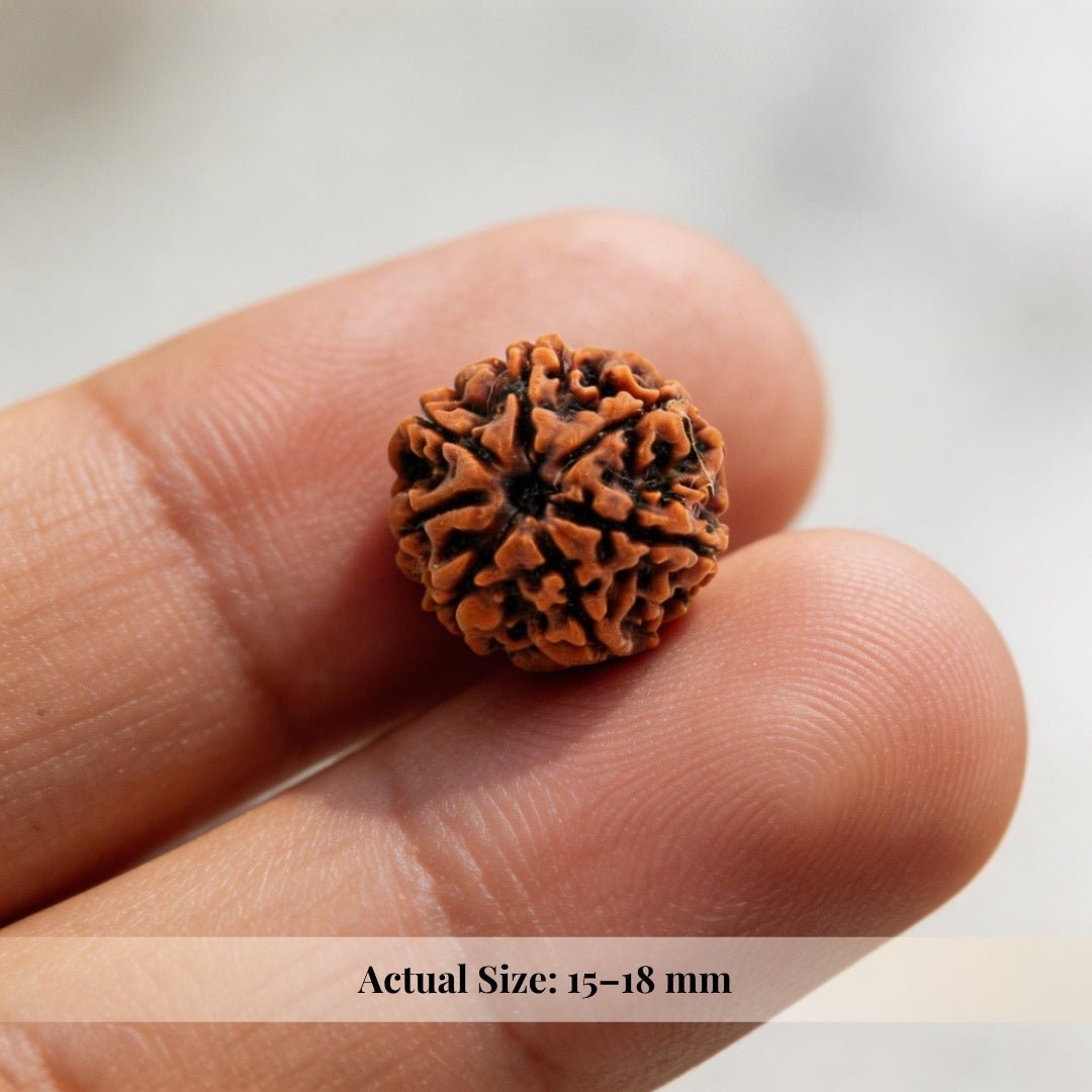 1 Mukhi Rudraksha Ek Mukhi One Face Original Rudraksha - plusvalueindia