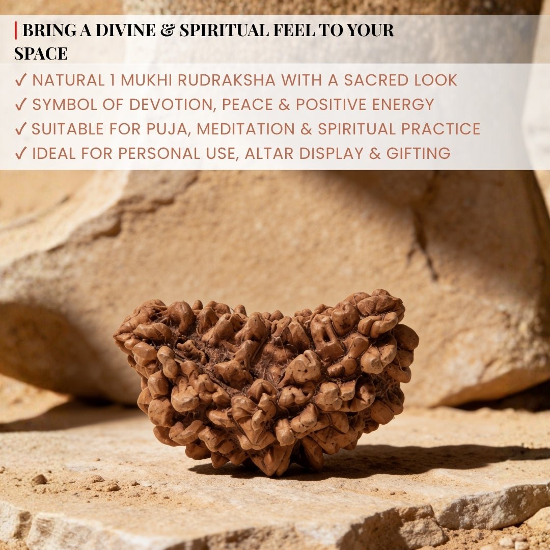 1 Mukhi Rudraksha Ek Mukhi One Face Original Rudraksha - plusvalueindia