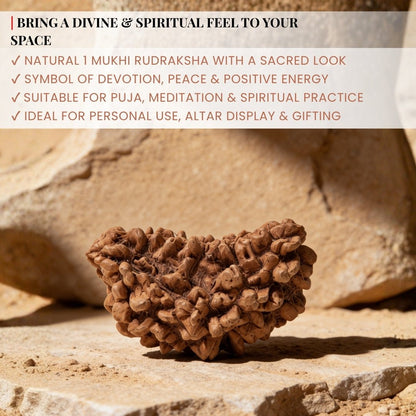 1 Mukhi Rudraksha Ek Mukhi One Face Original Rudraksha - plusvalueindia