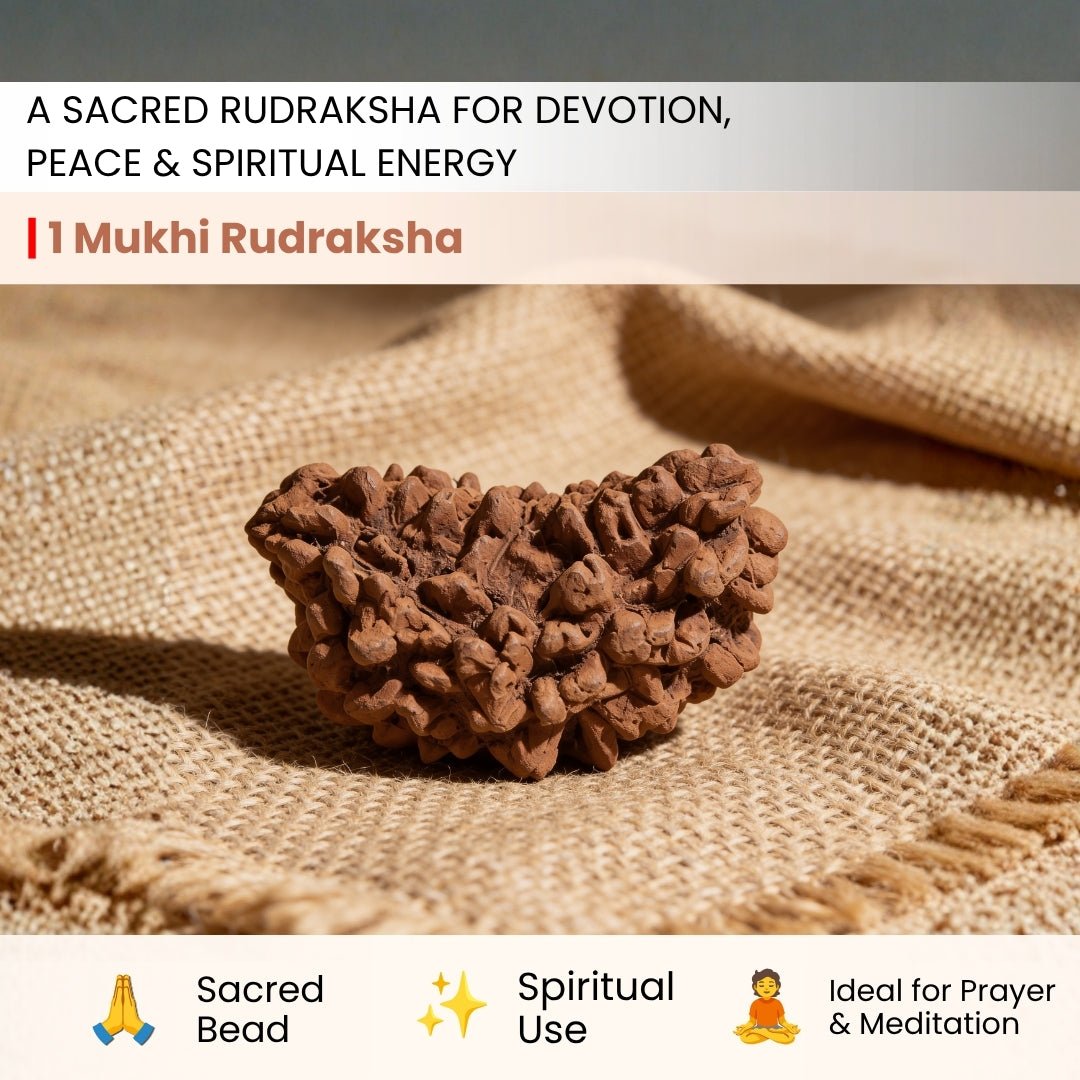 1 Mukhi Rudraksha Ek Mukhi One Face Original Rudraksha - plusvalueindia