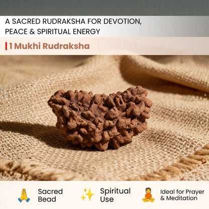 1 Mukhi Rudraksha Ek Mukhi One Face Original Rudraksha - plusvalueindia