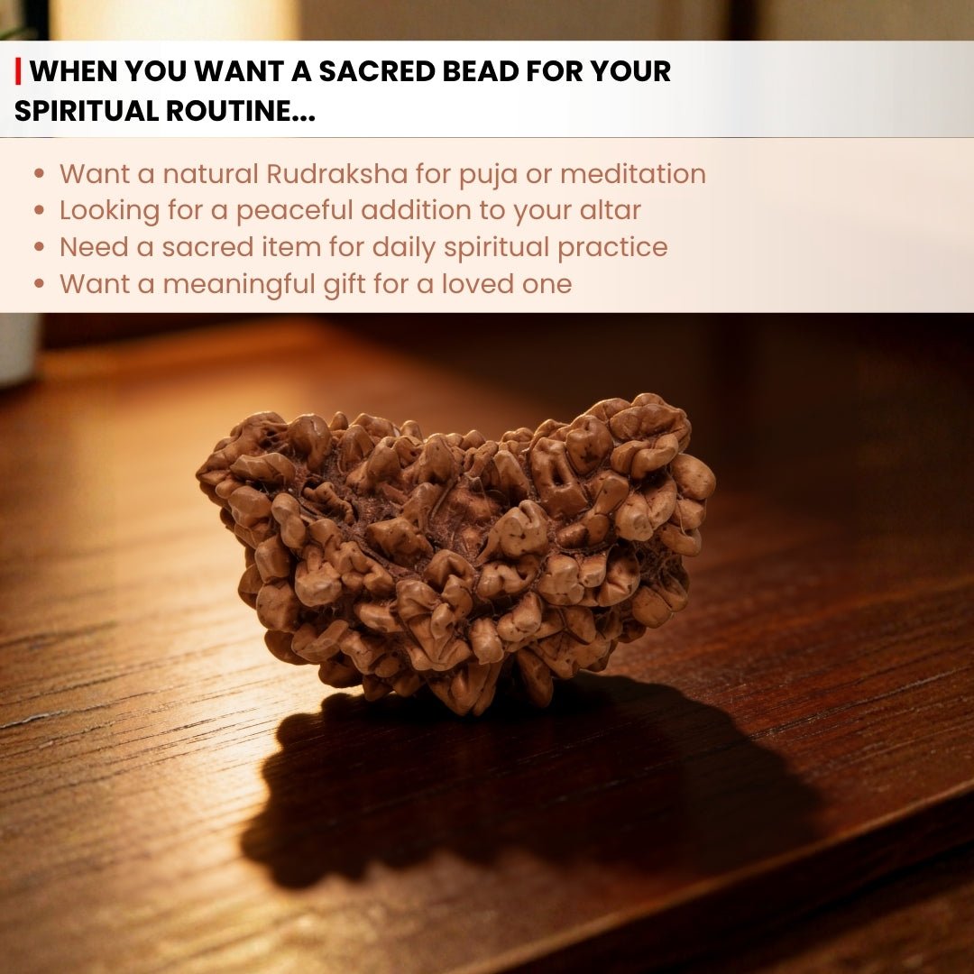 1 Mukhi Rudraksha Ek Mukhi One Face Original Rudraksha - plusvalueindia