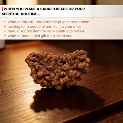 1 Mukhi Rudraksha Ek Mukhi One Face Original Rudraksha - plusvalueindia