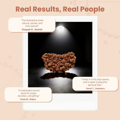 1 Mukhi Rudraksha Ek Mukhi One Face Original Rudraksha - plusvalueindia