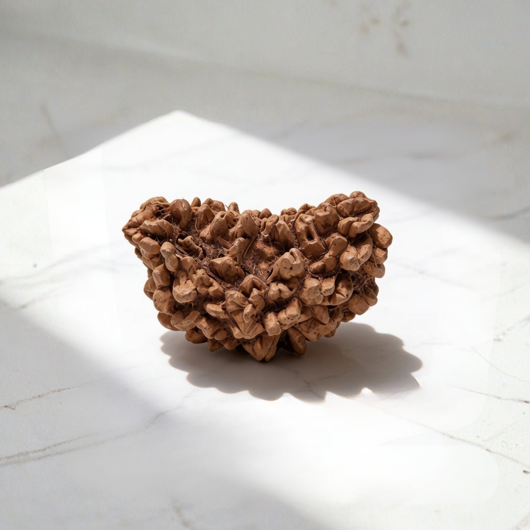 Rudraksha bead detail showing the single mukhi line running the full length of the seed