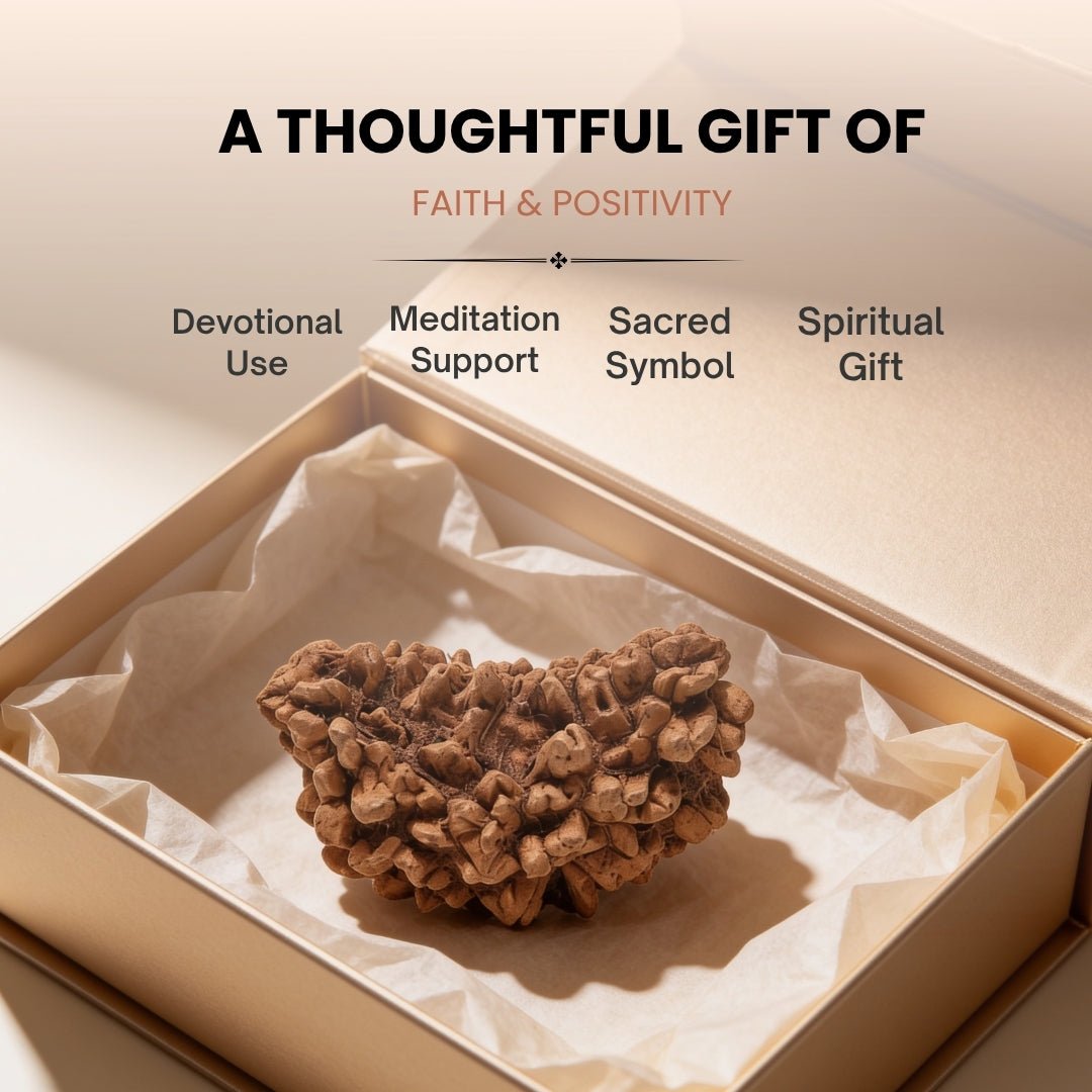 1 Mukhi Rudraksha Ek Mukhi One Face Original Rudraksha - plusvalueindia