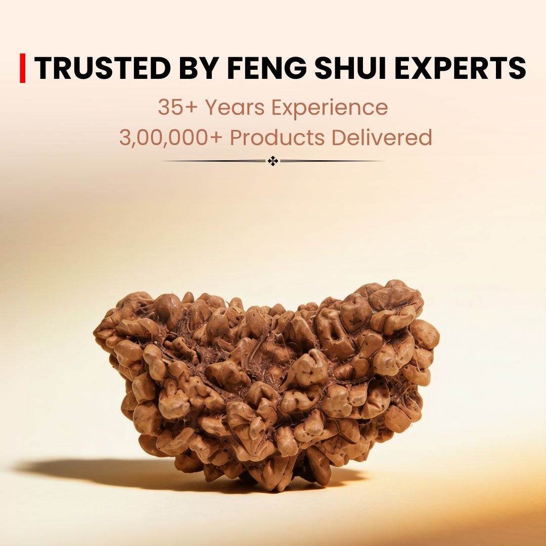 1 Mukhi Rudraksha Ek Mukhi One Face Original Rudraksha - plusvalueindia