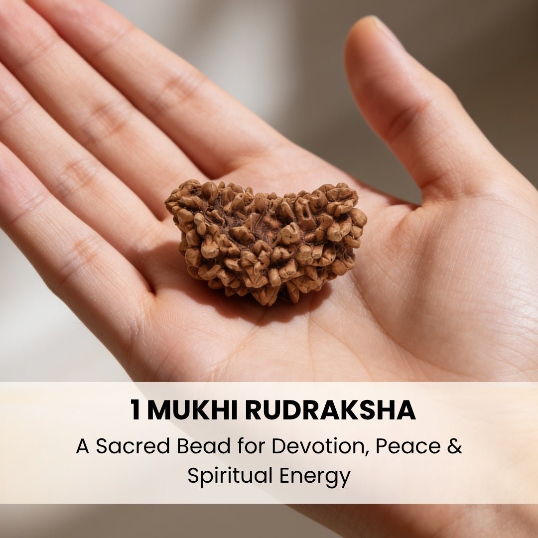 Ek mukhi rudraksha shown against a scale for size reference