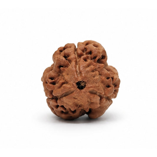 3 Mukhi Rudraksha Three Face Teen Mukhi Original Nepali Rudraksha - plusvalueindia