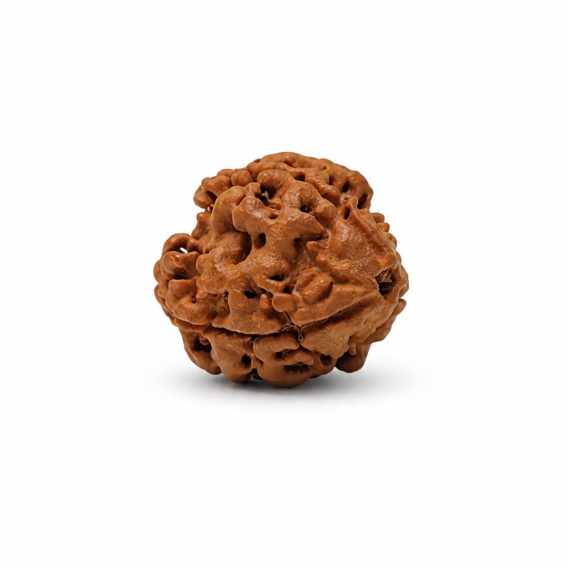 3 Mukhi Rudraksha Three Face Teen Mukhi Original Nepali Rudraksha - plusvalueindia