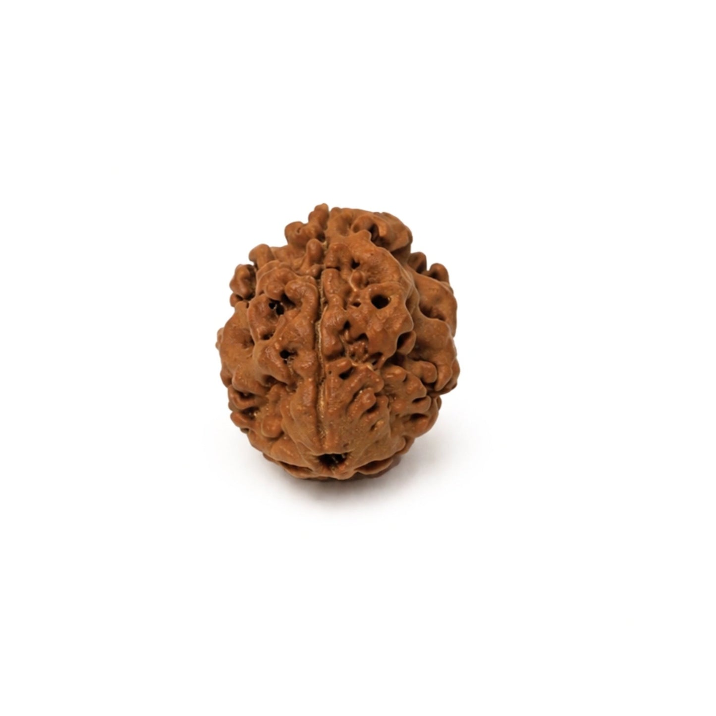 3 Mukhi Rudraksha Three Face Teen Mukhi Original Nepali Rudraksha - plusvalueindia