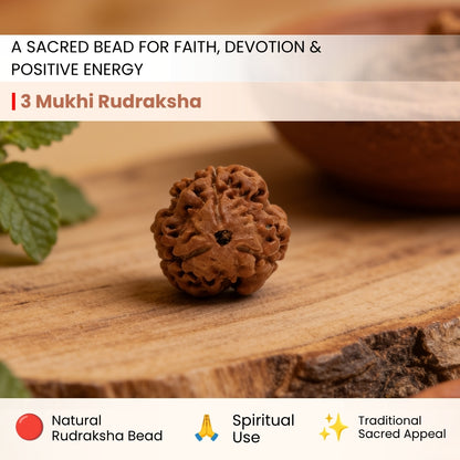 3 Mukhi Rudraksha Three Face Teen Mukhi Original Nepali Rudraksha