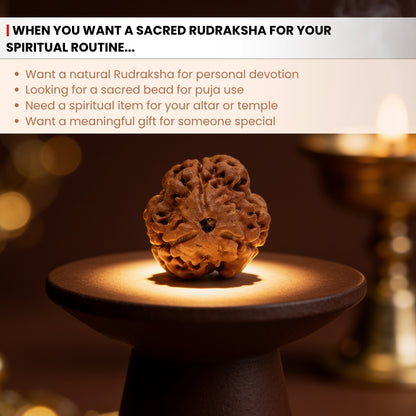 3 Mukhi Rudraksha Three Face Teen Mukhi Original Nepali Rudraksha