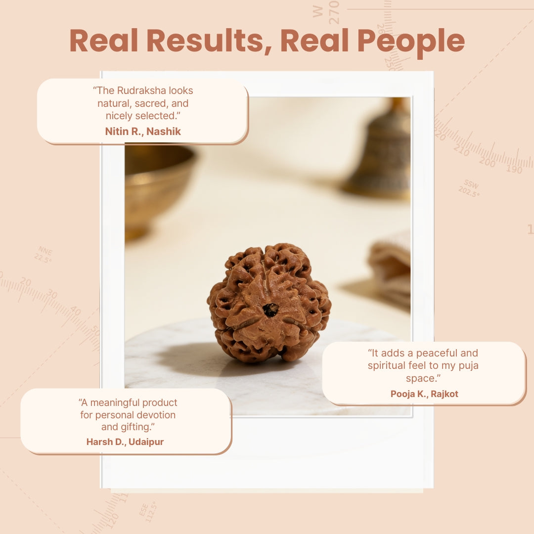 3 Mukhi Rudraksha Three Face Teen Mukhi Original Nepali Rudraksha