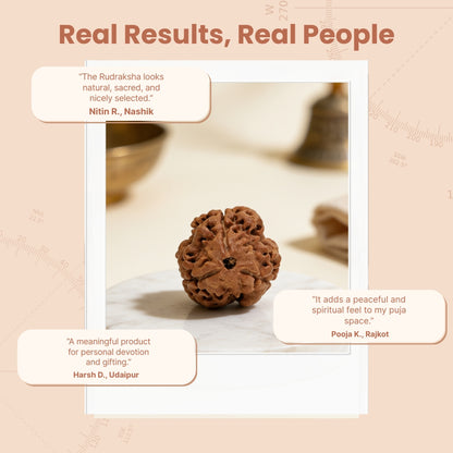 3 Mukhi Rudraksha Three Face Teen Mukhi Original Nepali Rudraksha