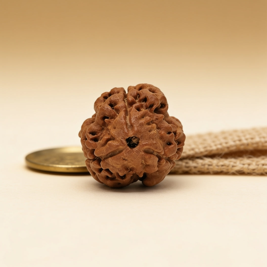 3 Mukhi Rudraksha Three Face Teen Mukhi Original Nepali Rudraksha