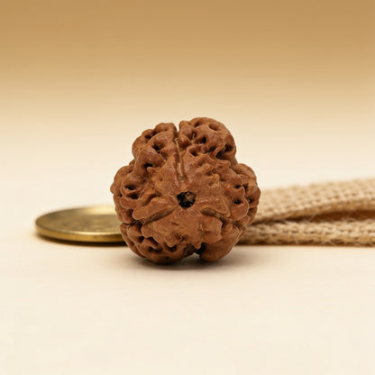 3 Mukhi Rudraksha Three Face Teen Mukhi Original Nepali Rudraksha
