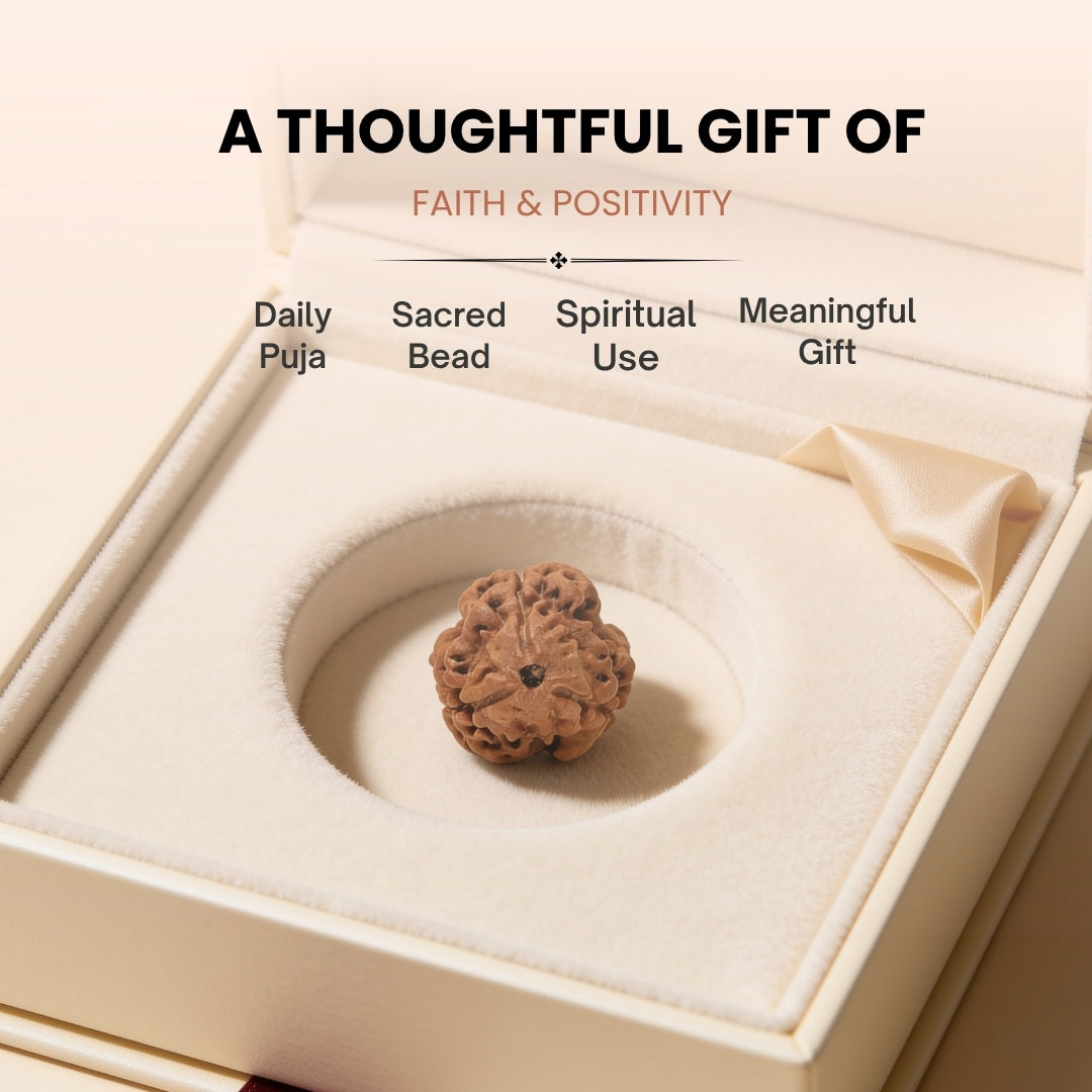 3 Mukhi Rudraksha Three Face Teen Mukhi Original Nepali Rudraksha
