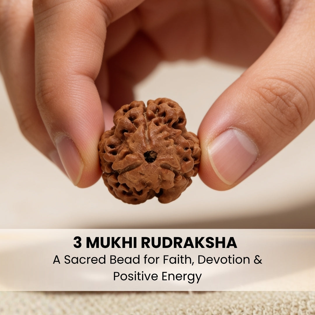 3 Mukhi Rudraksha Three Face Teen Mukhi Original Nepali Rudraksha