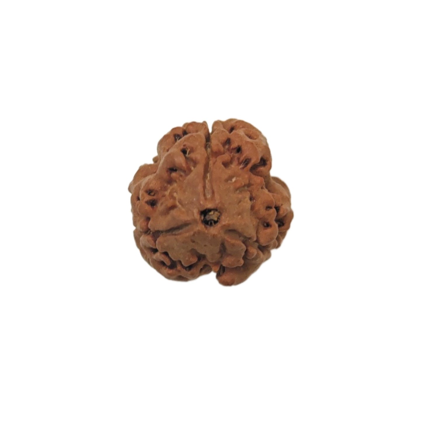 3 Mukhi Rudraksha Three Face Teen Mukhi Original Nepali Rudraksha - plusvalueindia