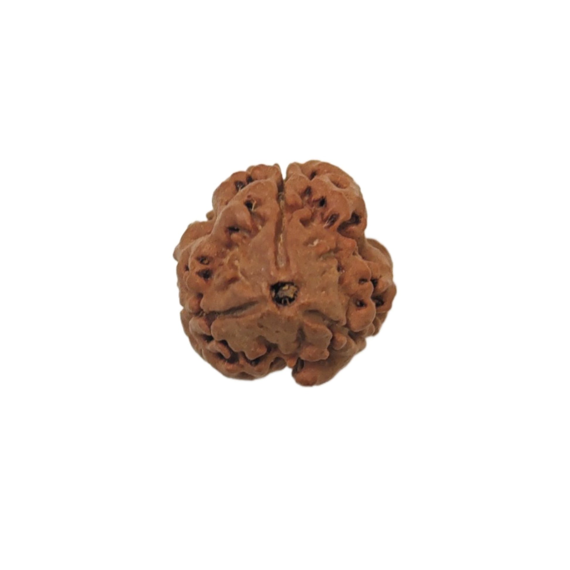 3 Mukhi Rudraksha Three Face Teen Mukhi Original Nepali Rudraksha - plusvalueindia