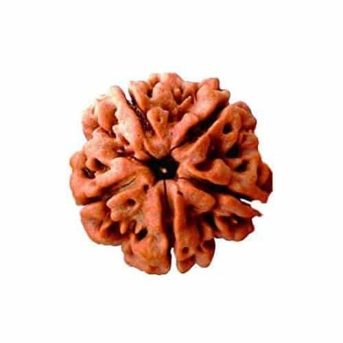 5 Mukhi Rudraksha Five Face Paanch Mukhi Nepali Rudraksha