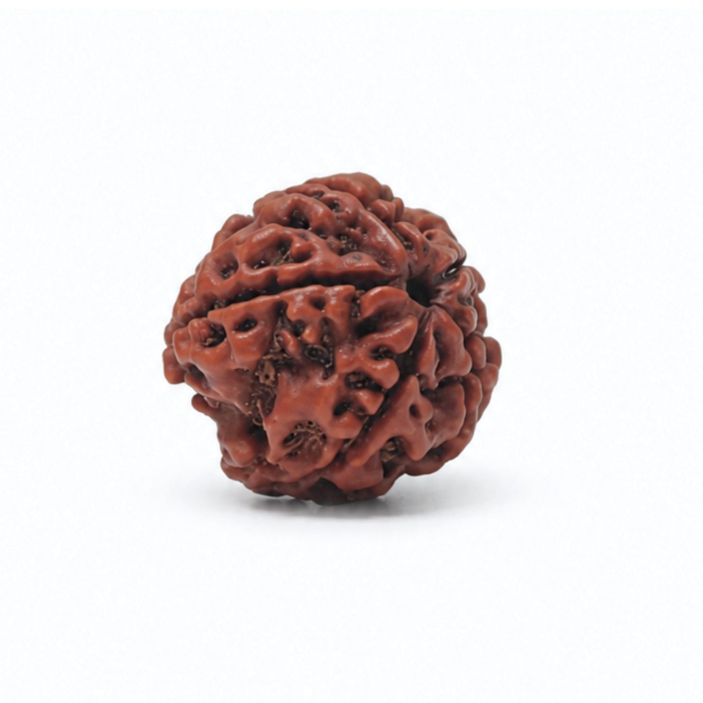5 Mukhi Rudraksha Five Face Paanch Mukhi Original Nepali Rudraksha - plusvalueindia