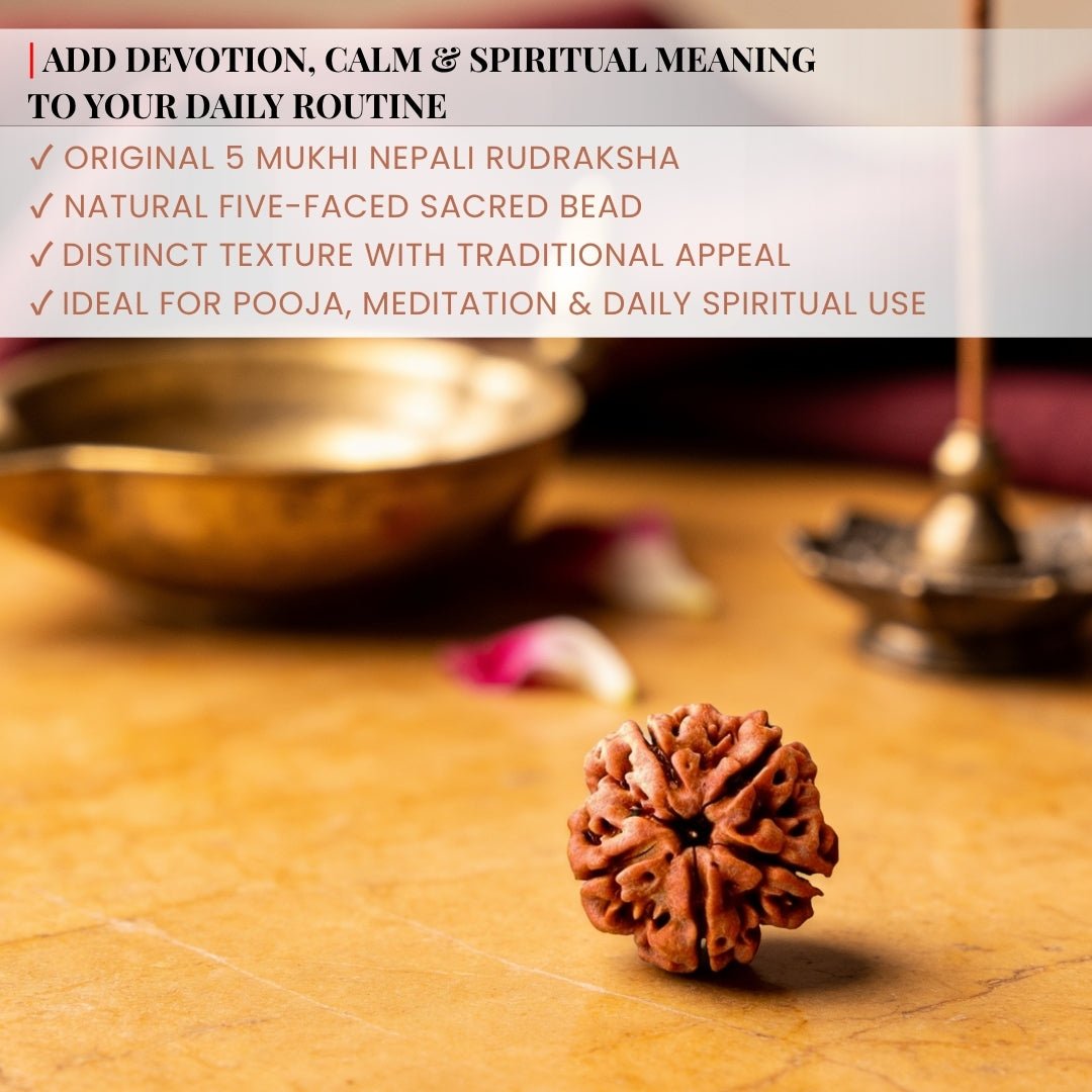 5 Mukhi Rudraksha Five Face Paanch Mukhi Original Nepali Rudraksha - plusvalueindia