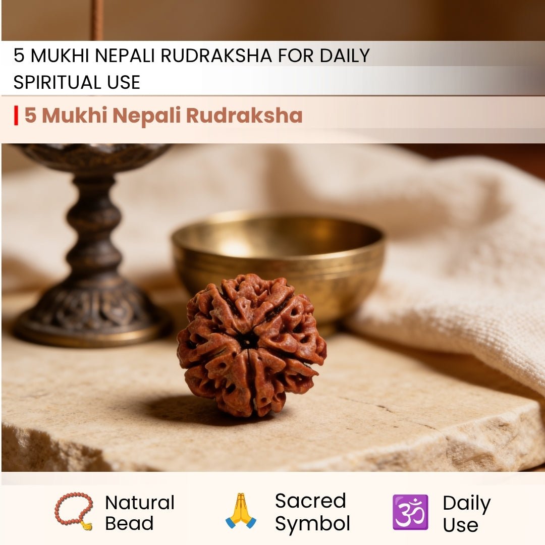 5 Mukhi Rudraksha Five Face Paanch Mukhi Original Nepali Rudraksha - plusvalueindia