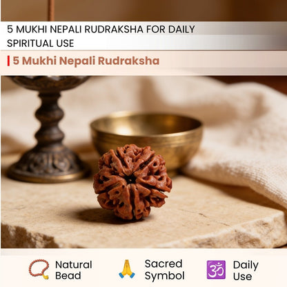 5 Mukhi Rudraksha Five Face Paanch Mukhi Original Nepali Rudraksha - plusvalueindia
