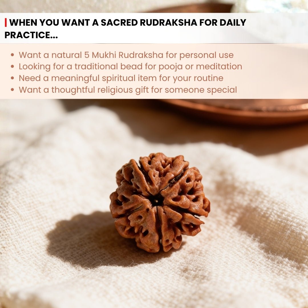 5 Mukhi Rudraksha Five Face Paanch Mukhi Original Nepali Rudraksha - plusvalueindia
