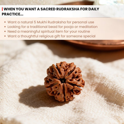 5 Mukhi Rudraksha Five Face Paanch Mukhi Original Nepali Rudraksha - plusvalueindia
