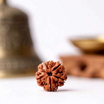 5 Mukhi Rudraksha Five Face Paanch Mukhi Original Nepali Rudraksha - plusvalueindia